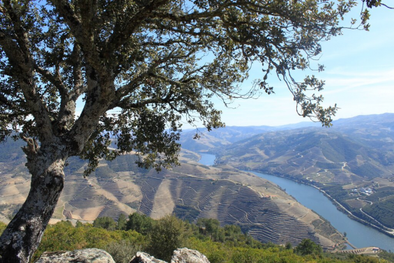 Point de vue de São Leonardo da Galafura